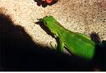 FeedingIguanaOnPatio2.jpg